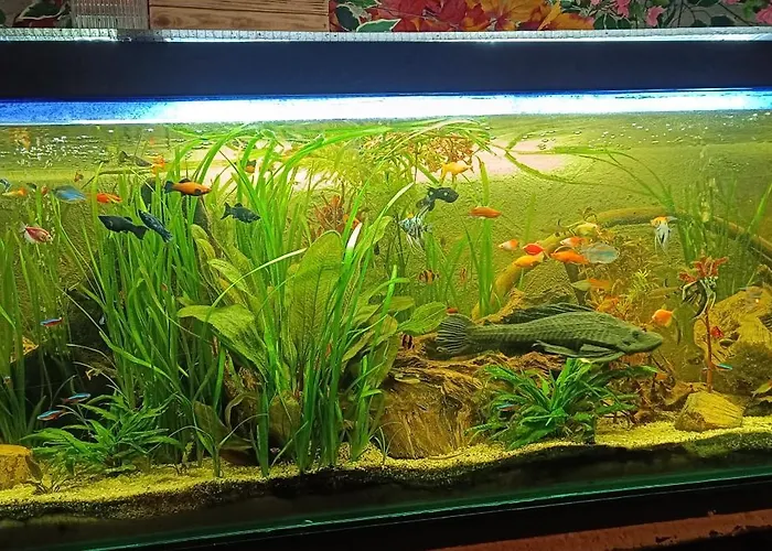 Zajazd Albatros Rzeszow Apartamenty Spa Жешув